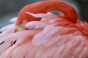 Skip the Line: Flamingo Gardens Admission Ticket in Fort Lauderdale - Price and Value: What $23.95 Gets You in Fort Lauderdale