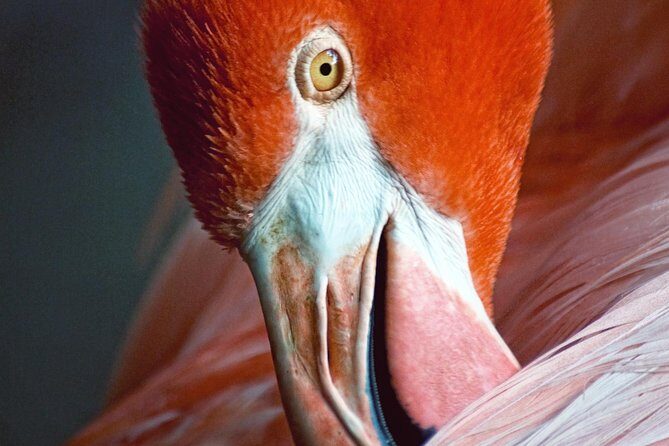 Skip the Line: Flamingo Gardens Admission Ticket in Fort Lauderdale - Ticket Reality: Mobile Entry, Lines, and What You Still Need to Do