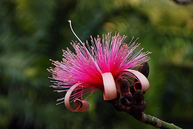 Skip the Line: Flamingo Gardens Admission Ticket in Fort Lauderdale - The Wray House Museum: Old Florida Property Origins