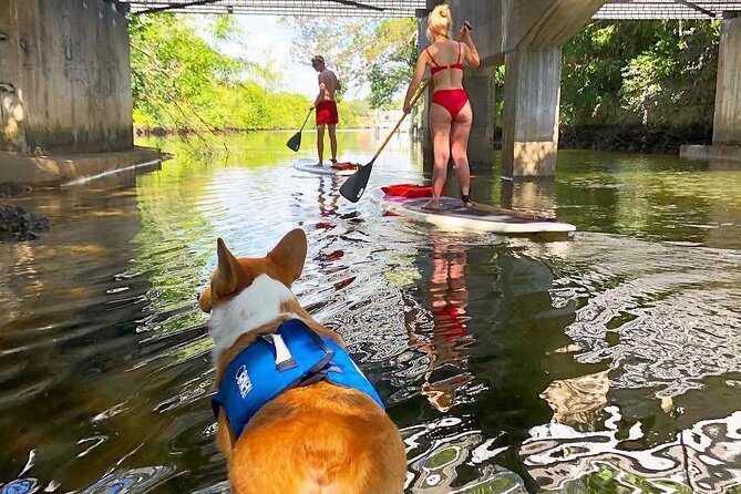 SUP PUP Paddleboard Tour - Meeting at 1313 SW 5th Ct: Finding the Right Spot