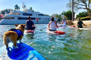 SUP PUP Paddleboard Tour - The 90-Minute Flow: Lesson, Glide, and a Mid-Tour Break
