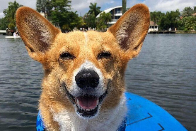 SUP PUP Paddleboard Tour - Book It or Skip It?