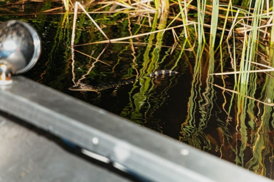 The Everglades: 1-Hour Airboat Night Tour - Key highlights worth knowing before you go