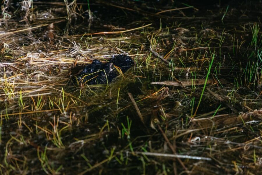 The Everglades: 1-Hour Airboat Night Tour - Who should book this night airboat tour